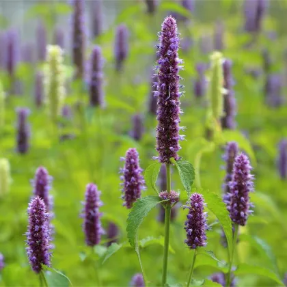 BIO Agastache feniklová - Agastache foeniculum - predaj bio semien - 100 ks