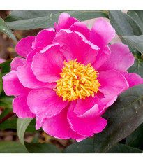 Pivónia červená Karl Rosenfield - Paeonia lactiflora - predaj cibuľovín - 1 ks