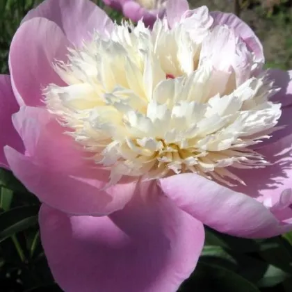 Pivónia Amabilis - Paeonia lactiflora - predaj cibuľovín - 1 ks