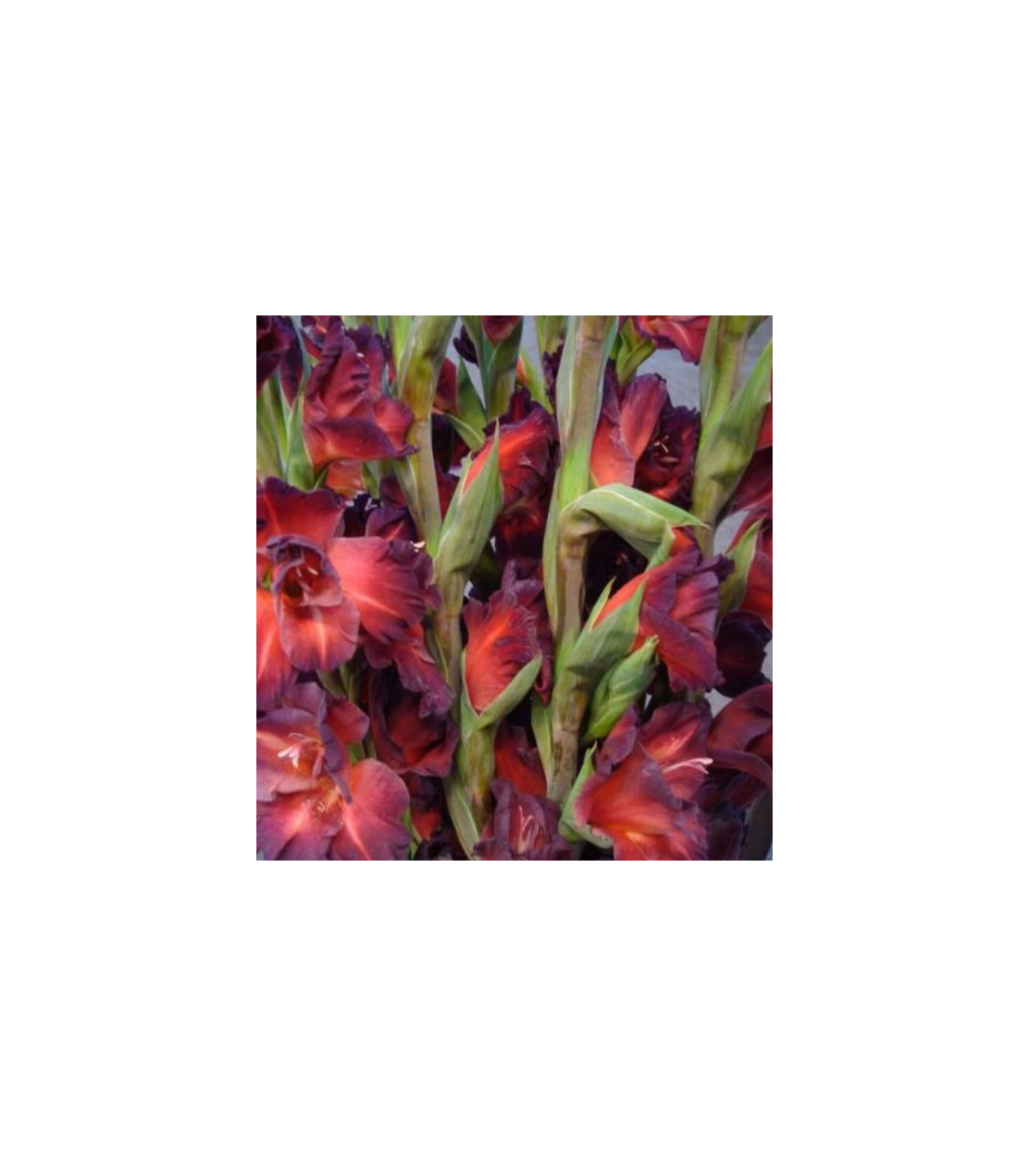 Gladiola čokoládová - Gladiolus - cibuľky - 3 ks