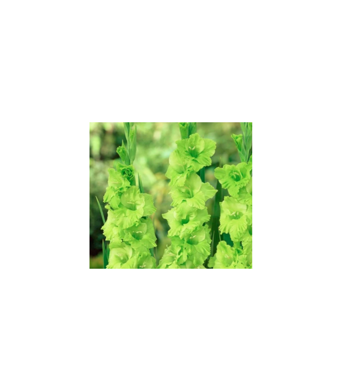 Gladiola Green Star - Gladiolus communis - predaj cibuľovín - 3 ks