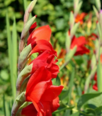 Gladiola Nanus Mirela - Gladiolus nanus mirela - predaj cibuľovín - 3 ks