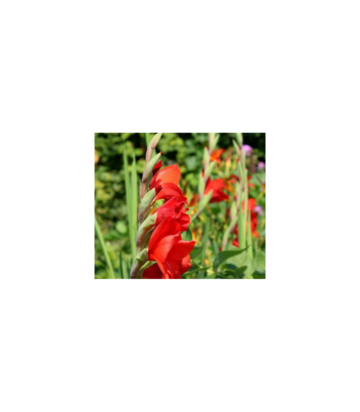 Gladiola Nanus Mirela - Gladiolus nanus mirela - predaj cibuľovín - 3 ks