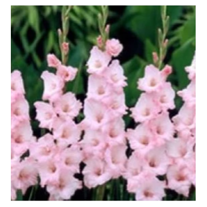 Gladiola ružová - Gladiolus communis - predaj cibuľovín - 3 ks