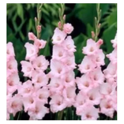 Gladiola ružová - Gladiolus communis - predaj cibuľovín - 3 ks