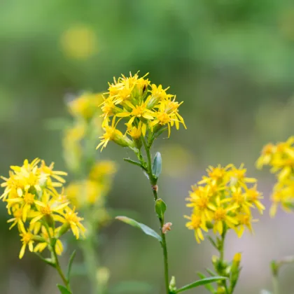 Zlatobyľ obyčajná - Solidago virgaurea - semiačka - 10 ks