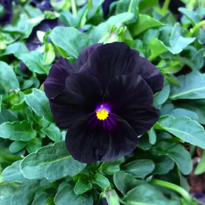 Fialka rohatá Back to Black - Viola cornuta - semiačka - 120 ks