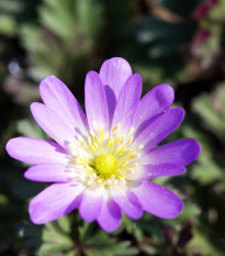 Sasanka vábna Pink Star - Anemone blanda - predaj cibuľovín - 3 ks