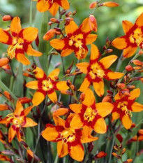 Montbrécia Emily Mckenzie - Crocosmia - predaj cibuľovín - 4 ks