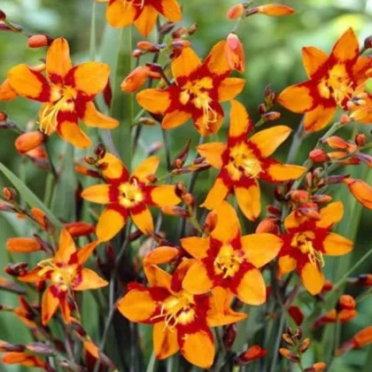 Montbrécia Emily Mckenzie - Crocosmia - predaj cibuľovín - 4 ks