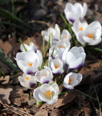 Krókus Prins Claus - Crocus chrysanthus - predaj cibuľovín - 3 ks