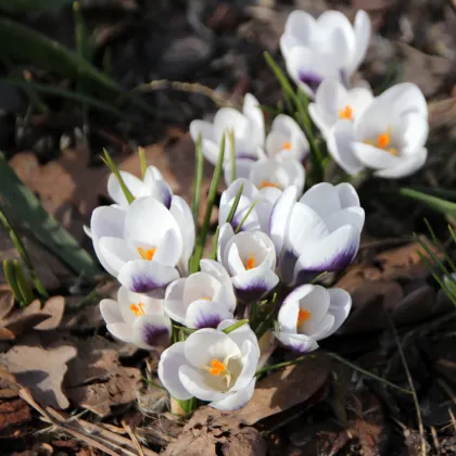 Krókus Prins Claus - Crocus chrysanthus - predaj cibuľovín - 3 ks