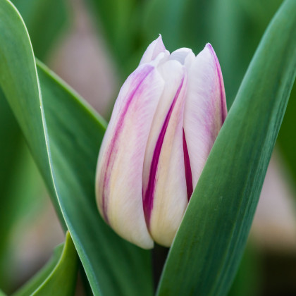 Tulipán Striped Flag - Tulipa - predaj cibuľovín - 3 ks