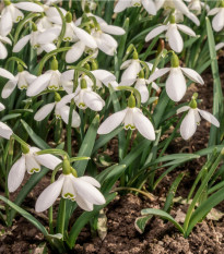 Snežienka jarná - Galanthus nivalis - predaj cibuľovín - 3 ks