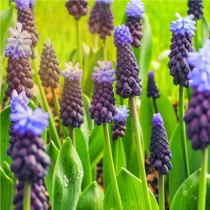 Modrica širokolistá - Muscari latifolium - predaj cibuľovín - 5 ks