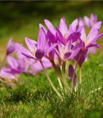 Jesienka obyčajná - Colchicum cilicicum -  predaj cibuľovín - 1 ks