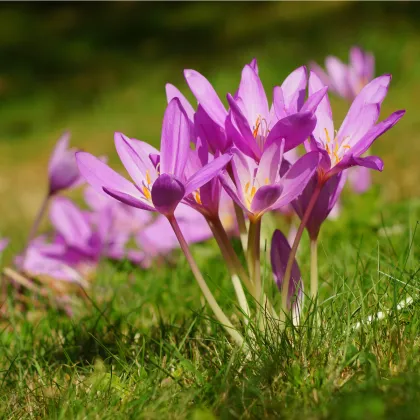 Jesienka obyčajná - Colchicum cilicicum -  predaj cibuľovín - 1 ks