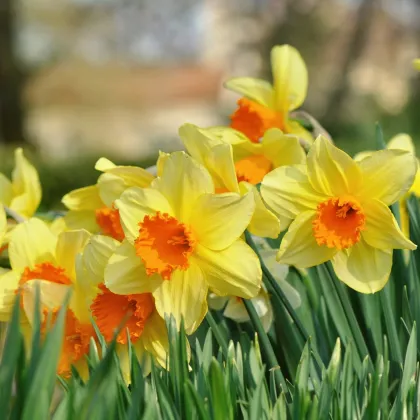 Narcis Jetfire - Narcissus - predaj cibuliek narcisov - 3 ks