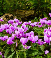 Cyklamén brečtanolistý - Cyclamen Hederifolium - predaj cibuľovín - 1 ks