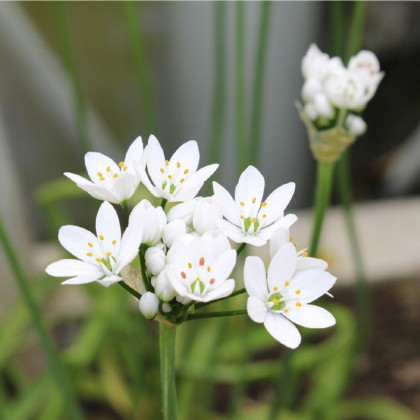 Cesnak okrasný - Allium neapolitanum - predaj cibuľovín - 3 ks