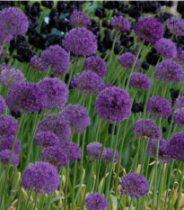 Cesnak okrasný - Allium Purple Sensation - predaj cibuľovín 3 ks