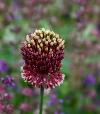 Cesnak okrasný - Allium amethystinum - predaj cibuľovín - 1 ks