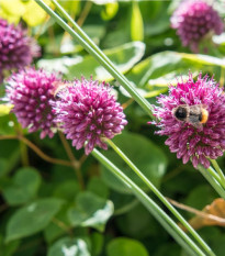 Cesnak okrasný - Allium Sphaerocephalon - predaj cibuľovín - 3 ks