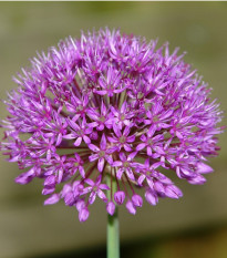 Cesnak Red Giant - Allium - predaj cibuľovín - 3 ks