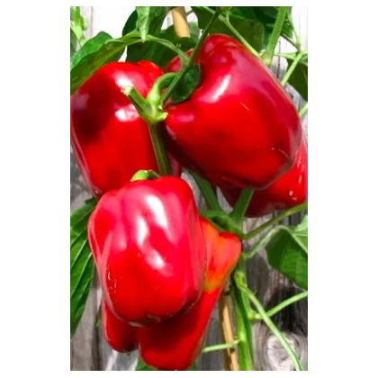 Paprika Roberta F1 - Capsicum annuum - semiačka - 6 ks