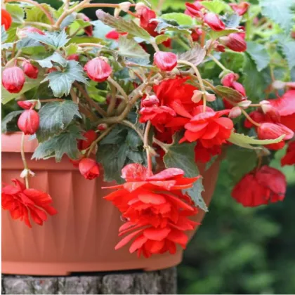 Begónia červená - Begonia pendula maxima - predaj cibuľovín - 2 ks