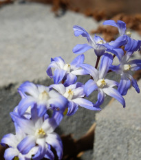 Modravka žiarivá - Chionodoxa forbesi blue - predaj cibuľovín - 5 ks