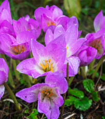 Jesienka Lilac Wonder - Colchicum - predaj cibuľovín - 1 ks