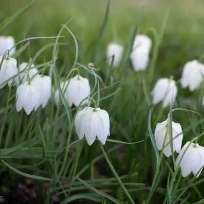 Korunkovka biela - Fritillaria meleagris - predaj cibuľovín - 3 ks