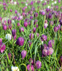 Korunkovka strakatá - Fritillaria meleagris - predaj cibuľovín - 3 ks