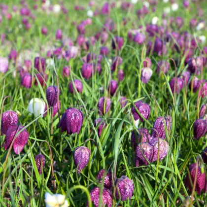 Korunkovka strakatá - Fritillaria meleagris - predaj cibuľovín - 3 ks