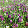 Korunkovka strakatá - Fritillaria meleagris - predaj cibuľovín - 3 ks