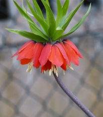 Korunkovka kráľovská červená - Fritillaria imperialis rubra - predaj cibuľovín- 1 ks