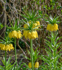 Korunkovka kráľovská Lutea - Fritillaria Imperialis Lutea Maxima - predaj cibuľovín - 1 ks