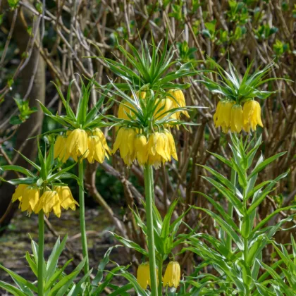 Korunkovka kráľovská Lutea - Fritillaria Imperialis Lutea Maxima - predaj cibuľovín - 1 ks