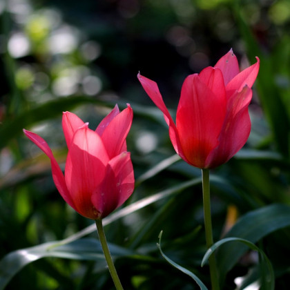 Tulipán Toronto - Tulipa - predaj cibuľovín - 3 ks