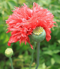 Mak siaty Rose Feathers - Papaver somniferum - predaj semien - 200 ks