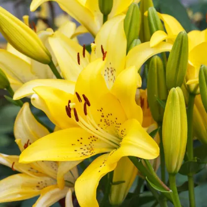 Ľalia Yellow Tiger - Lilium Lancifolium - predaj cibuľovín - 1 ks