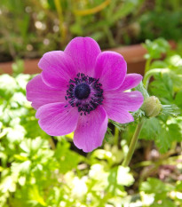 Sasanka Sylphide - Anemone sylphide - predaj cibuľovín - 3 ks