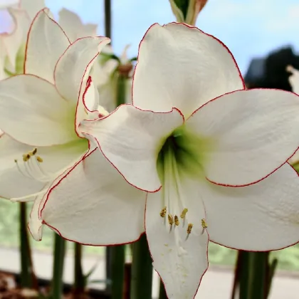 Zornica Picotee - Hippeastrum - predaj cibuľovín - 1 ks