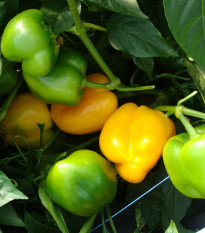 Paprika Afrodita - Capsicum annuum - semiačka - 20 ks