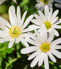 Sasanka vábna White Splendour - Anemone blanda - predaj cibuľovín - 3 ks