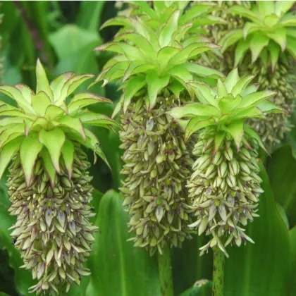 Chocholka - Eucomis bicolor - predaj cibuľovín - 1 ks