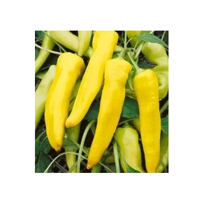 Paprika Sladký banán - Capsicum annuum - semiačka - 9 ks