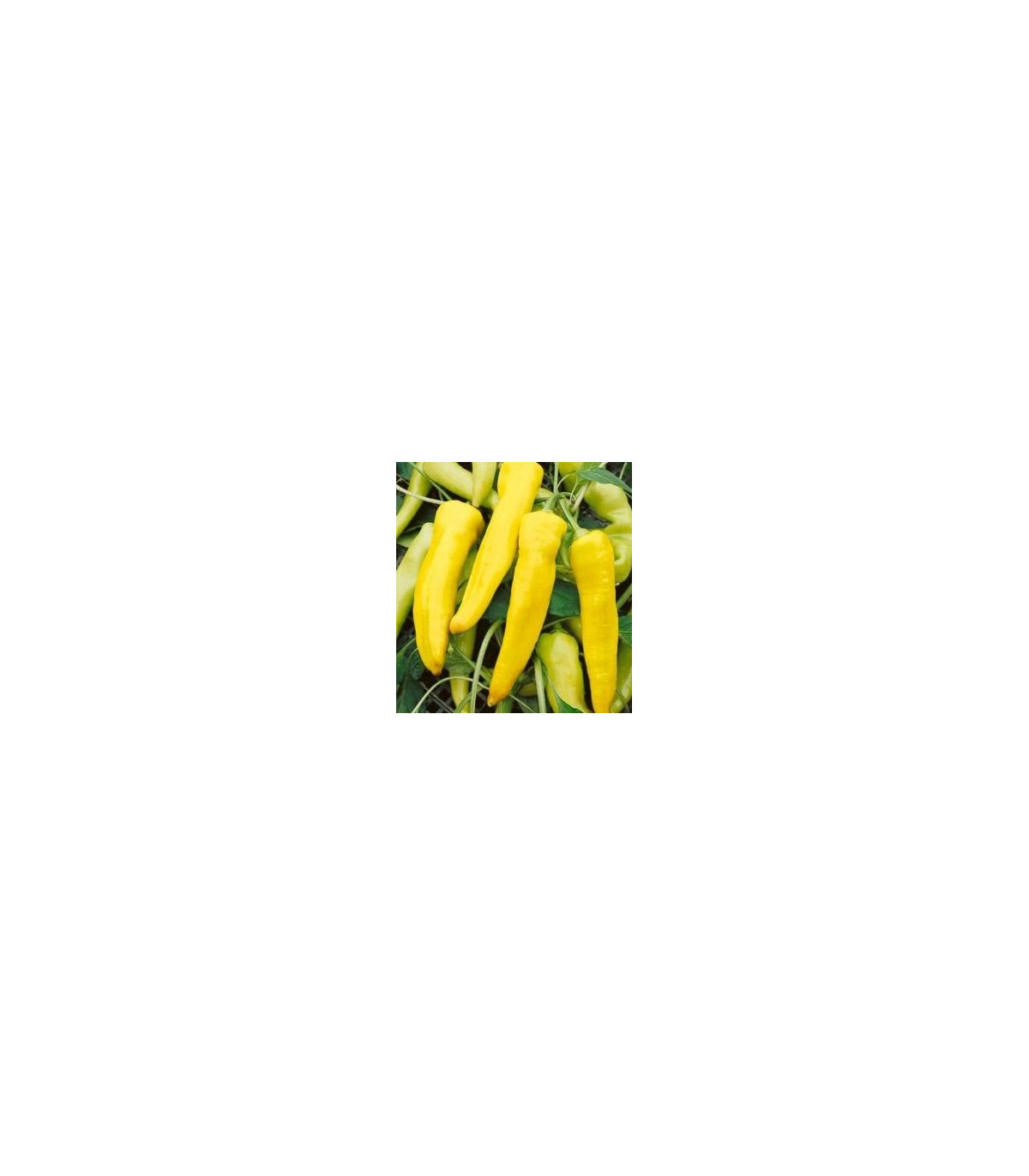 Paprika Sladký banán - Capsicum annuum - semiačka - 9 ks