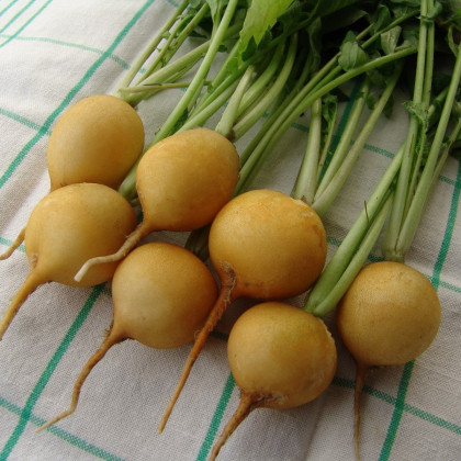 Reďkovka Zlata - Raphanus sativus - semiačka reďkvi - 200 ks